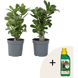 Woestijnroos - Set van 2 - Adenium obesum - Hoogte 25-40cm - ⌀10,5cm