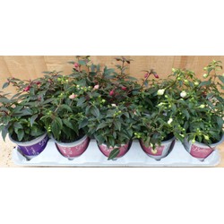 Fuchsia s Bellenplant 10 potjes in tray kleur mix