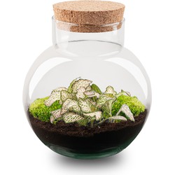URBANJNGL - Plant Terrarium - Noah - DIY kit - ↑ 20 cm