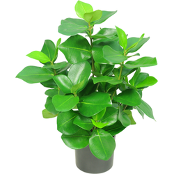 Hoyz Greenery - Kunstplant Clusia 45 cm