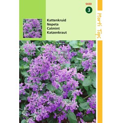 2 stuks - Nepeta mussinii Kattekruid - Hortitops