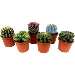 Mini-Cactussen - Mix van 6 stuks - Pot 5,5cm - Hoogte 5-10cm