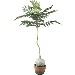 PTMD Tree Green Jacaranda Tree In Pot
