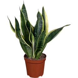 ZynesFlora - Sansevieria Trifasciata Futura Superba Vrouwentong - Ø 12 cm - Hoogte 30 - 40 cm - Kamerplant