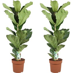 Ficus Lyrata - Set van 2 - Vioolbladplant - Pot 21cm - Hoogte 70-90cm