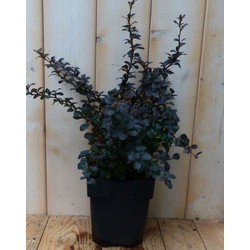 2 stuks - Berberis Rood 30 cm