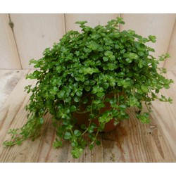 2 stuks! Kamerplant Pitoresque Pilea Depressa