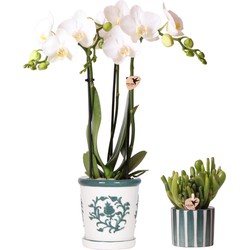 Kolibri Orchids | Set van witte orchidee Amabilis in Malaga pot en succulent in Painted Stripe pot groen - potmaat Ø9cm & Ø6cm | bloeiende kamerplant - vers van de kweker