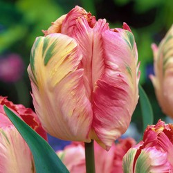 Tulipa Apricot Parrot - Tulpenbollen - Set van 14 - Bloembollen Tuin of Balkon