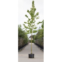 Boomhazelaar Corylus corlurna h 350 cm st. omtrek 12 cm