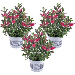 Hebe All Blooms 'Ranaia' - Rood - Hebe - Set van 3 - Pot 13cm - Hoogte 30-35cm