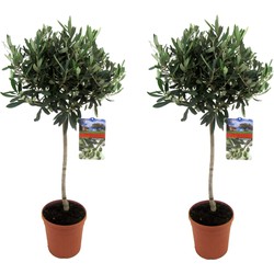 Olea Europaea - Set van 2 - Olijfboom op stam - Pot 21cm - Hoogte 90-100cm