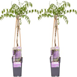 Hello Plants Wisteria Floribunda Naga Noda Blauwe Regen Paars - Klimplant, Sierheester - 2 Stuks - Ø 15 cm - Hoogte: 65 cm