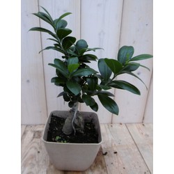 Kamerplant Bonsai Ficus Microcarpa 30 cm