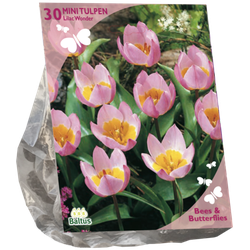 Bees & Butterflies Tulipa Bakari Lilac Wonder per 30 bloembollen