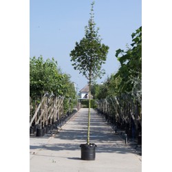 Spaanse aak Acer campestre Huibers Elegant h 550 cm st. omtrek 19 cm - Warentuin Natuurlijk