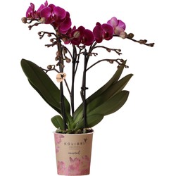 Kolibri Orchids | Paarse phalaenopsis orchidee - Morelia - potmaat Ø9cm | bloeiende kamerplant - vers van de kweker