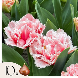 Tulpenbollen - Set van 10 - Tulipa 'Queensland' - Bloembollen - Roze