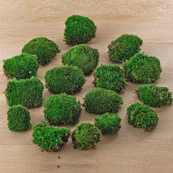 URBANJNGL - Kussentjes mos - Leucobryum glaucum