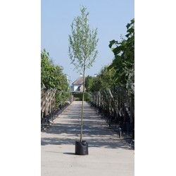 Witte wilg Salix alba h 450 cm st. omtrek 16 cm