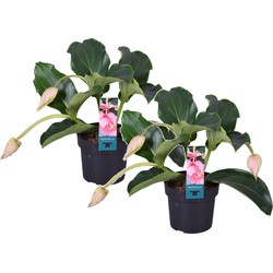 Medinilla Magnifica - 2 stuks - Kamerplant - Trosbloem - ⌀17cm - Hoogte 40-50cm