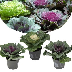 Brassica oleracea - Set van 3 stuks - Sierkool - Pot 10.5cm - Hoogte 10-20cm
