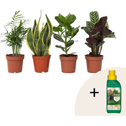 Gemakkelijke kamerplanten - Set van 4 - Hoogte 25-40cm - ⌀12cm