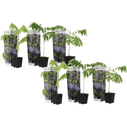 Wisteria sinensis - Set van 6 - Blauwe regen - Pot 9cm - Hoogte 25-40cm