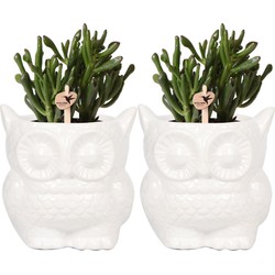 Kolibri Company - Planten set Owl sierpot wit | Set met groene planten Succulenten Ø9cm  | incl. witte keramieken sierpotten