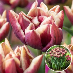 Tulipa 'Wyndham' - Bloembollen - Set van 14 - Tulp - Paars