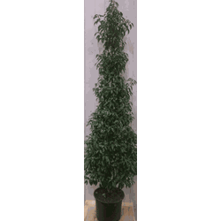 Prunus Angustifolia 130 cm