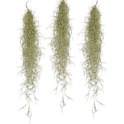 Tillandsia Usneoides 'Spaans Mos' - Set van 3 - Hoogte 25-50cm