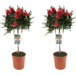 Callistemon citrinus - Lampenpoetersplant - Set van 2 - ⌀21cm - Hoogte 90-110cm