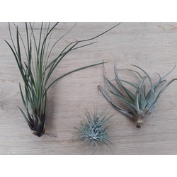 3 stuks! Kamerplant Tillandsia