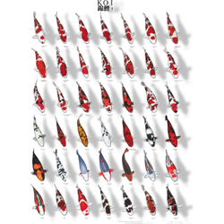 Koiposter nr.1 gelamineerd 68x90 cm Aquadistri