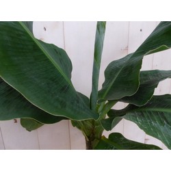 Kamerplant Bananenplant Musa - Warentuin Natuurlijk
