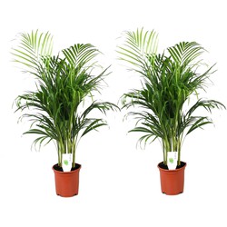 Dypsis Lutescens - Set van 2 - Areca - Goudpalm - Pot 21cm - Hoogte 100-120cm