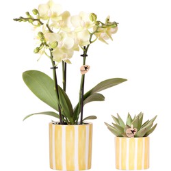 Kolibri Orchids | Set van gele orchidee Mexico en succulent in Painted Stripe sierpot - potmaat Ø9cm & Ø6cm | bloeiende kamerplant - vers van de kweker