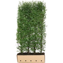 Ligustrum vulgare atrovirens 200 cm