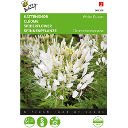 Zaden cleome kattensnor white queen 0.5 gram - Buzzy