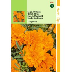 2 stuks - Tagetes Patula Nana Tangerine