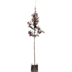 2 stuks! Puperbladige sierpruim Prunus cerasifera Nigra h 250 cm st. omtrek 8 cm boom