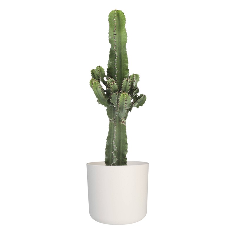 Euphorbia cactus - Woestijncactus - 