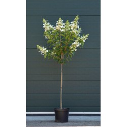 2 stuks! Hortensia Kyushu Hydrangea pan. Kyushu h 125 cm st. h 90 cm boom - Warentuin Natuurlijk