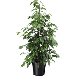 Ficus benjamina 'Danielle' - Kamerplant - Pot 21cm - Hoogte 100-110cm