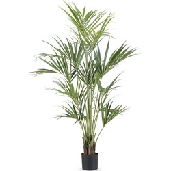 Greenmoods Palm Kentia - Howea forsteriana - Nep plant - 1 Stuk - 190cm