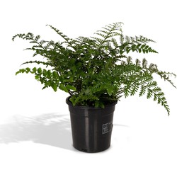 Hello Plants Asplenium Parvati Sierasperge - Ø 17 cm - Hoogte: 30 cm - Varen Kamerplant
