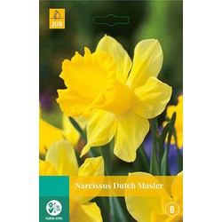 5 stuks - Narcissus Dutch Master 4 bollen