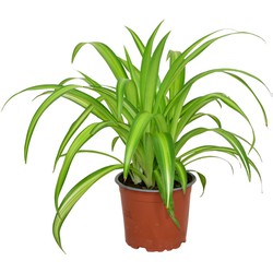 ZynesFlora - Chlorophytum - Graslelie - Kamerplant in pot - Ø 12 cm - Hoogte: 25 - 30 cm - Luchtzuiverend