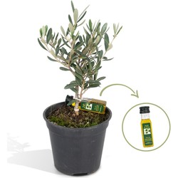 Hello Plants Olea Olijfboom met Flesje Olijfolie - Ø 13 cm - Hoogte: 25 cm